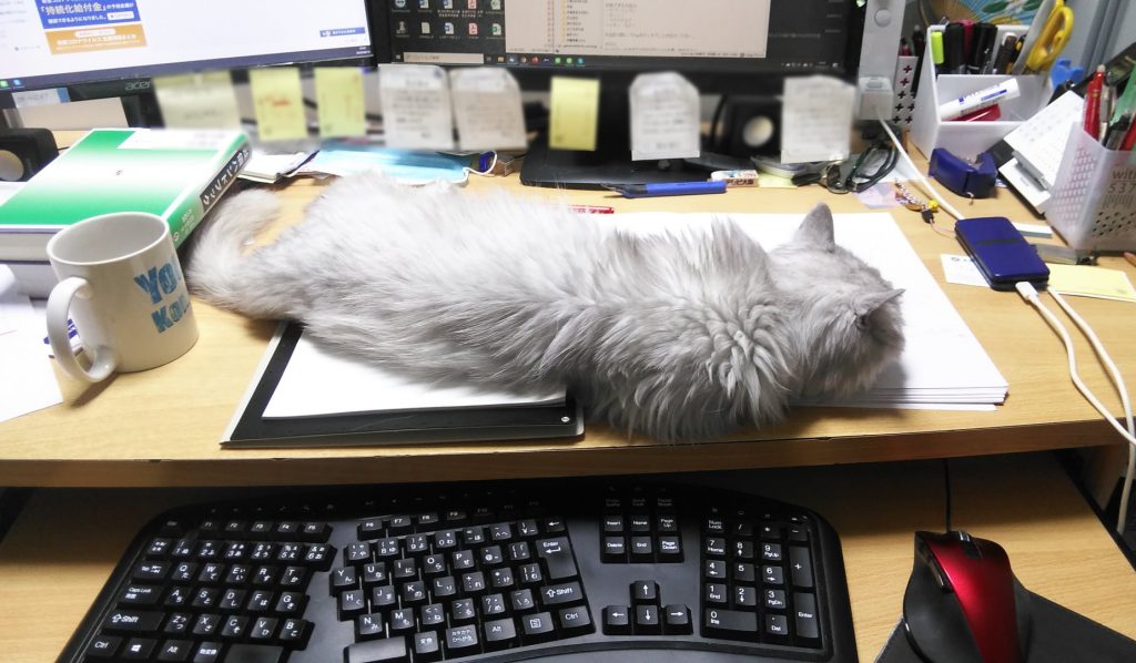 作業スペースを占拠するネコ