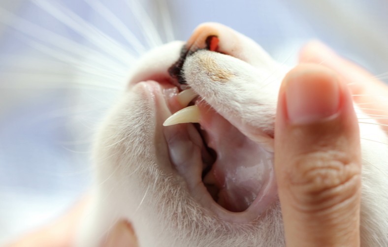 ネコの歯
